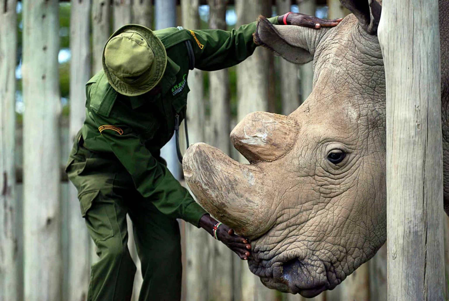 Carrying on the heritage of Sudan, the world’s last male white rhino