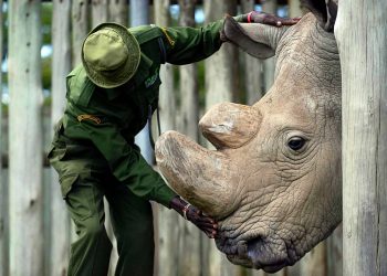 Carrying on the heritage of Sudan, the world’s last male white rhino