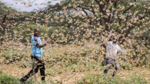 European Union contributes €11million to fight Locust outbreak
