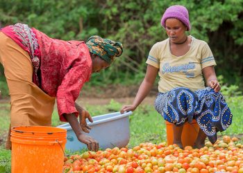 Women sorting out tomatoes: World Bank:Exchange
