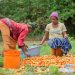 Women sorting out tomatoes: World Bank:Exchange