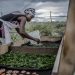 Josephine Abuba, a refugee in Kalobeyei settlement dries cowpeas leaves and tomatoes for her family's future use. Africa is prone to hunger and the covid-19 coronavirus pandemic may not bring anything different. www.theexchange.africa