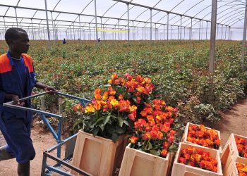 The flower industry is among the most affected in Kenya. The IMF says that the coronavirus pandemic will cause a recession in 2020 that could be worse than the one in 2008-2009. www.theexchange.africa