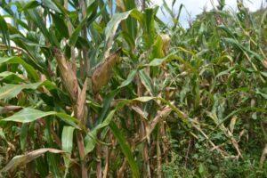 maize field