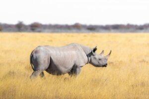 Investing in Wildlife Conservation in Kenya Investing in Wildlife Conservation in Kenya
