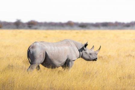 Investing in Wildlife Conservation in Kenya