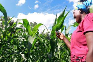 Africa’s Agriculture future beyond COVID -19 Africa’s Agriculture future beyond COVID -19
