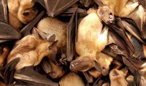 bats in market