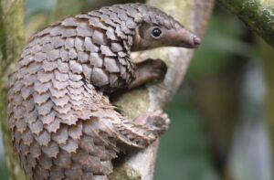 Trade in African wildlife at center of global zoonotic diseases like Coronavirus Trade in African wildlife at center of global zoonotic diseases like Coronavirus