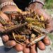 A hand full of dead locusts Photo by Daniel Irungu Exchange