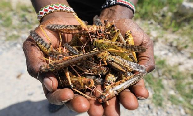 A handful of dead locusts Photo by Daniel Irungu