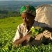 Kenya moves to save its dwindling tea fortunes