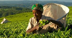 Kenya moves to save its dwindling tea fortunes