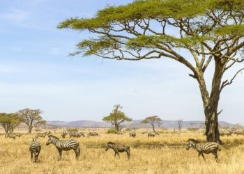 Serengeti National Park in Tanzania: African Safari Holiday: Exchange