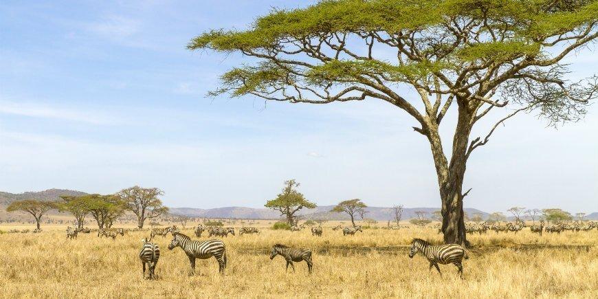 Serengeti National park Tanzania