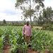 Twin shocks hit Kenya’s food security