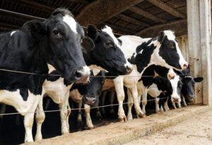 Africa’s distaste for hybrids cows