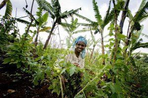 Africa’s food security relies on climate smart agriculture Africa Food Security 2 10665234383