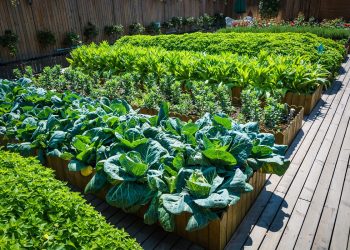 A small vegetable garden which can be used to sufficiently feed a family.