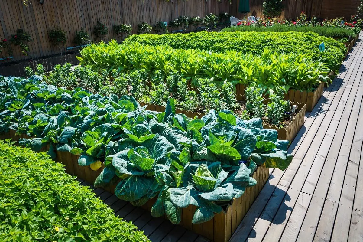 A small vegetable garden which can be used to sufficiently feed a family.