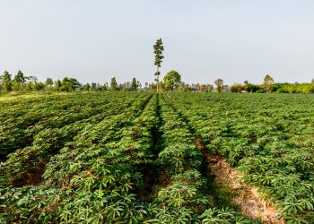 A cassava plantation. Cassava is an important food crop that over half a billion people globally depend on as a major nutrition source.