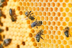 Bees could earn Africa an upwards of US$100 million every year if countries invested in apiculture. However, farmers have to adopt agro-ecology and climate-smart agriculture to benefit from the various advantages that bees offer to both crop and honey production.