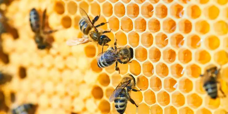 Bees could earn Africa an upwards of US$100 million every year if countries invested in apiculture. However, farmers have to adopt agro-ecology and climate-smart agriculture to benefit from the various advantages that bees offer to both crop and honey production.