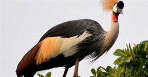 Clipping the Crane? Uganda moves to cut Central Bank powers crane
