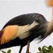  The grey crowned crane adorns the centre of the national flag and also the official coat of arms.