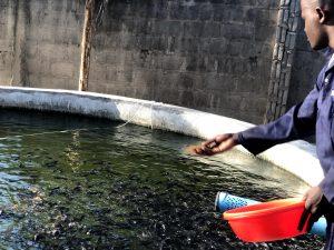 Fish farming: A new opportunity for youth in Tanzania PadiliJames fishstory july