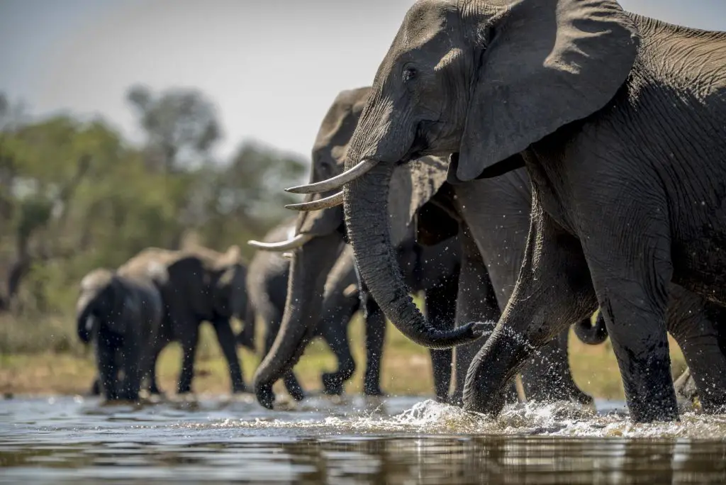 It’s a jumbo task as elephant population in Africa soars