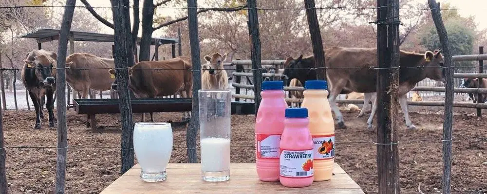 Some of the Lopey Inc products. The farm operates as a dairy, pasteurizing raw milk to fresh milk. www.theexchange.africa