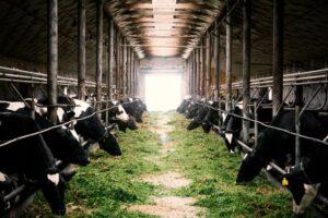 Financiers dig in on financing animal feeds production in Kenya Kenya imports over 70% of the raw materials needed for manufacturing animal feed, the bulk of which consists of grain and oilseed cake by-products.