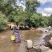 Livestock taking water at a river. A new agricultural policy in Kenya will see the increased use of chemical pesticides and fertilisers which are harmful to human health and the environment. www.theexchange.africa