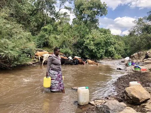 Livestock taking water at a river. A new agricultural policy in Kenya will see the increased use of chemical pesticides and fertilisers which are harmful to human health and the environment. www.theexchange.africa