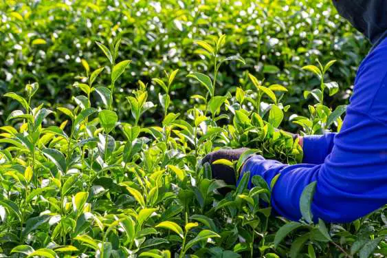 With hitches in Mombasa tea auction, Tanzania opts for its own