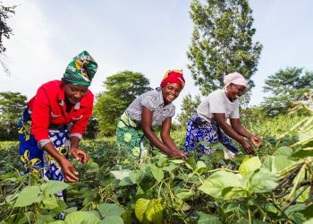 Equipping African women in Agriculture