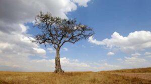 5 Specific African start-ups
