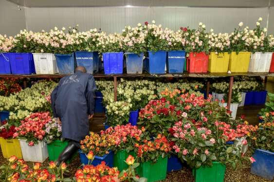 Cut flowers in Kenya. The horticulture sector has become one of the most successful in Kenya having defied the pandemic to grow marginally. www.theexchange.africa