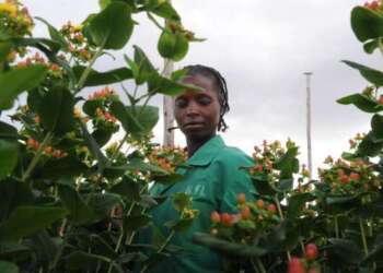 A flower farm worker. Kenya is signing trade deals which are raising tensions among trade bloc members in Africa. www.theexchange.africa