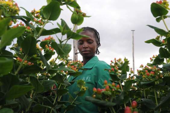 A flower farm worker. Kenya is signing trade deals which are raising tensions among trade bloc members in Africa. www.theexchange.africa