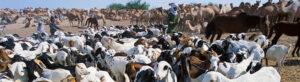 ‘Steaks’ are high! Bill to boost East Africa’s livestock sector in the offing pic- FAO