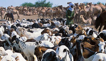 ‘Steaks’ are high! Bill to boost East Africa’s livestock sector in the offing pic- FAO
