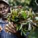 A farmer holds a bunch of khat (miraa). For Kenya, the diplomatic row with Somalia will affect its miraa business which has already been suffering for a while now. www.theexchange.africa