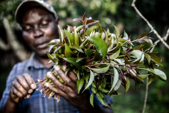 A farmer holds a bunch of khat (miraa). For Kenya, the diplomatic row with Somalia will affect its miraa business which has already been suffering for a while now. www.theexchange.africa