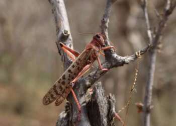 The desert locust. Eastern Africa has been battling the hazard for the better part of 2020. www.theexchange.africa