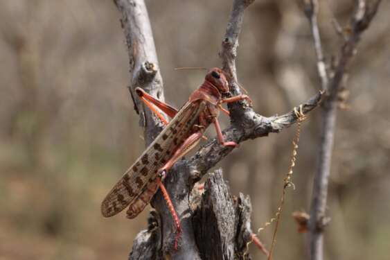 The desert locust. Eastern Africa has been battling the hazard for the better part of 2020. www.theexchange.africa