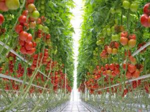 East African Trends: A focus on East Africa’s agribusiness investments Kimani Chege Trends