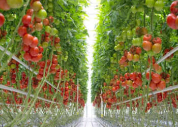 Tomato farming in a greenhouse in Kenya