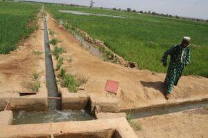 An irrigation schem in Mali. The agricultural sector is a big lime consumer which the country’s production cannot sustain. www.theexchange.africa